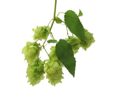 Hops (çiçek konileri, asmalar ve yapraklar)