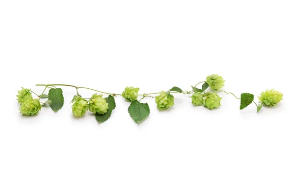 Freshly Harvested Hops Flower Cones Vine Leaves Isolated White Background — Stock Photo, Image