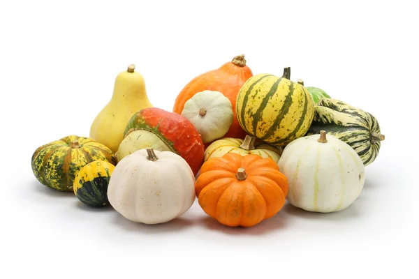 Colorful pumpkin and squash collection — Stock Photo, Image