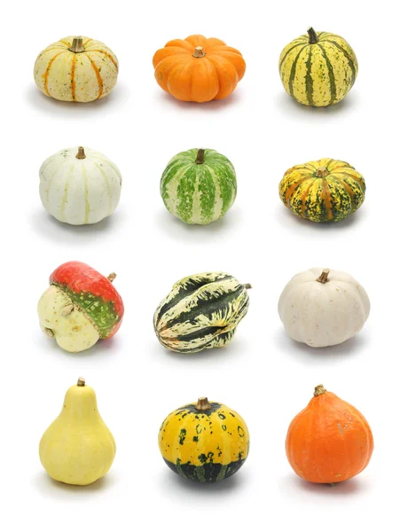 Colorful pumpkin and squash collection, halloween background — Stock Photo, Image