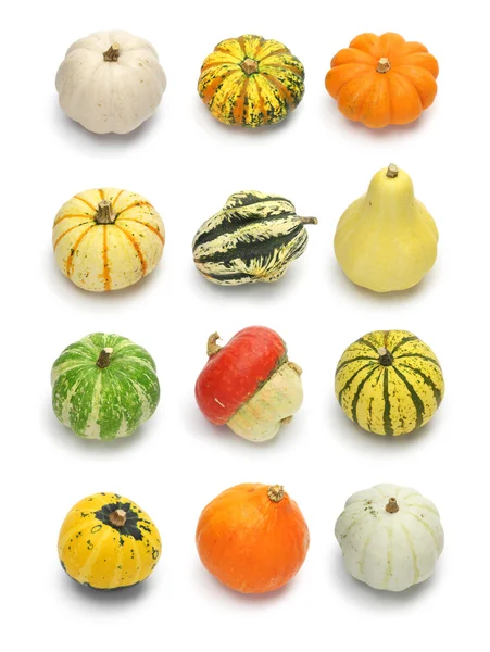 Colorful pumpkin squash collection — Stock Photo, Image