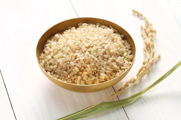 Bruine rijst met oor van rijst — Stockfoto