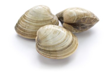 sert cisim, quahog