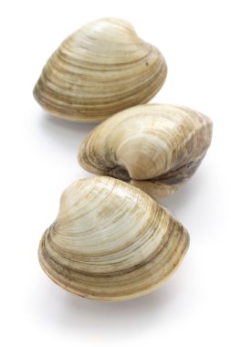 sert cisim, quahog