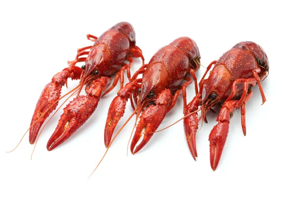 Crawfish — Stock Photo, Image