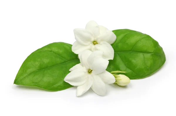 Arabian jasmine,  jasmine tea flower — Stock Photo, Image
