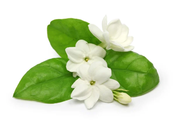 Arabisk jasmin, jasmine te blomma — Stockfoto