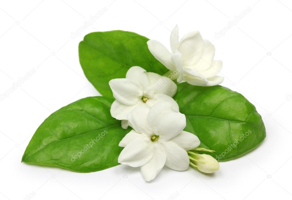 Flor de jazmín blanco fotos de stock, imágenes de Flor de jazmín blanco sin  royalties | Depositphotos