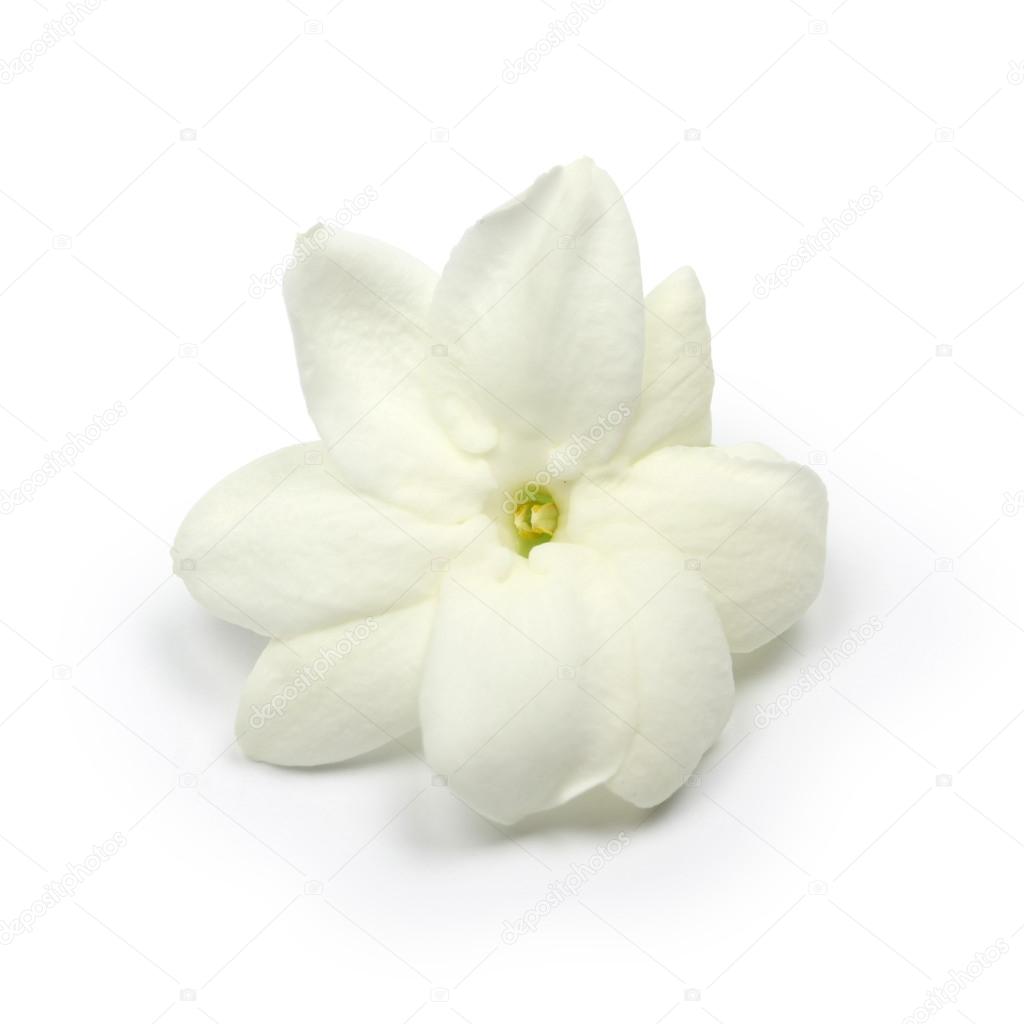 Arabian jasmine,  jasmine tea flower