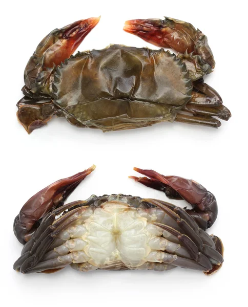 Crabe à carapace molle cru — Photo