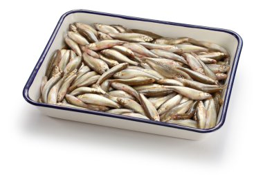 Honmoroko, Japon willow Parlatıcı