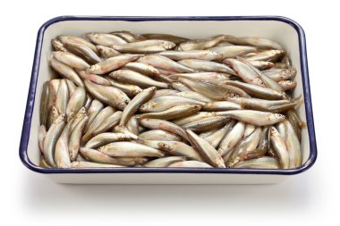 Honmoroko, Japon willow Parlatıcı