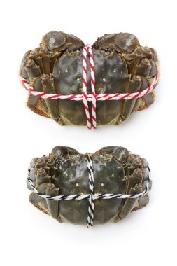 Raw shanghai hairy crabs(male and female) ,dorsal side clipart