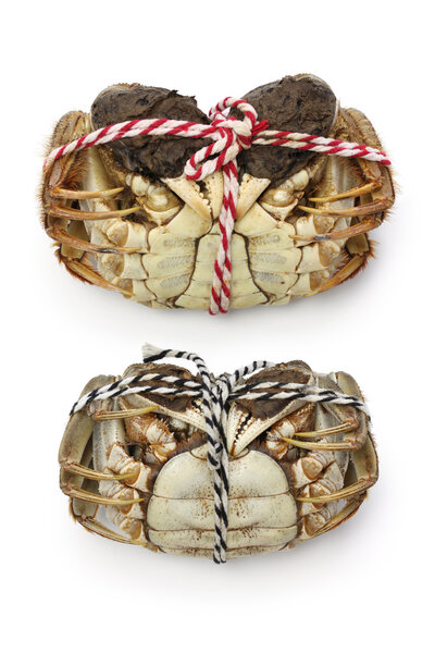Raw shanghai hairy crabs(male and female) ,ventral side