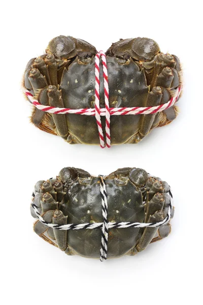 Raw shanghai hairy crabs(male and female) ,dorsal side — Stock Photo, Image