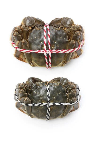 Raw shanghai hairy crabs(male and female) ,dorsal side