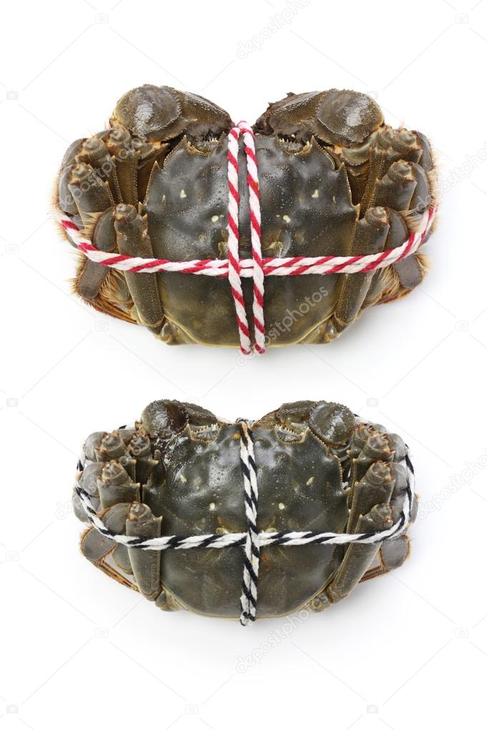 Raw shanghai hairy crabs(male and female) ,dorsal side