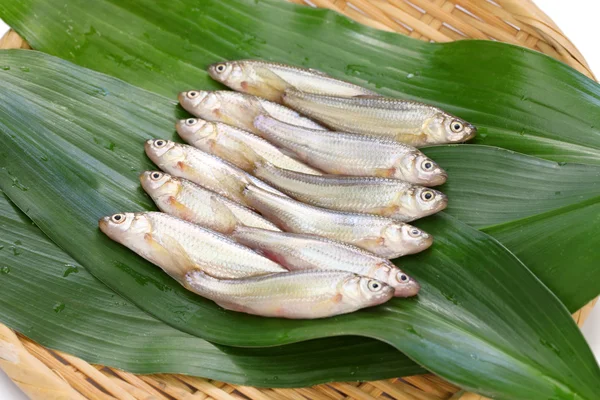 Honmoroko mentah, Jepang willow gudgeon — Stok Foto