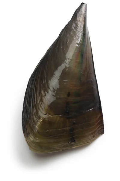 Pacific pen shell, atrina pectinata, tairagi — Stok Foto