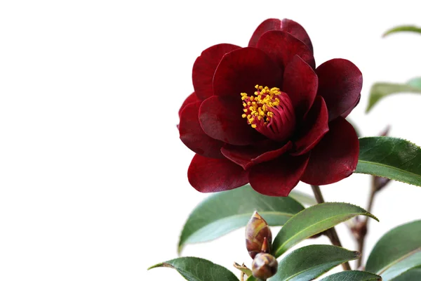 Camelia, gece binici — Stok fotoğraf