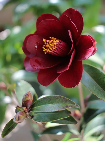 Camelia, cavaleiro da noite — Fotografia de Stock