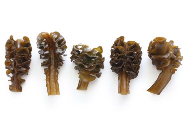 Japanese seaweed, mekabu, wakame root clipart