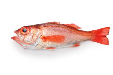 Blackthroat seaperch, rosy seabass, japanese high class fish clipart