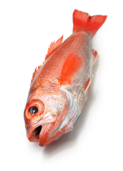 Blackthroat seaperch, różowe, labraks, japoński wysokiej klasy ryb — Zdjęcie stockowe