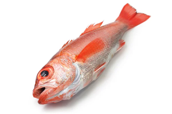 Schwarzkehlchen, rosafarbener Seebarsch, japanische Edelfische — Stockfoto