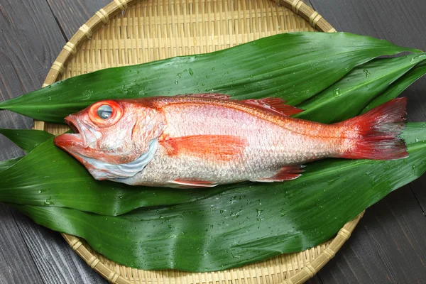 Blackthroat seaperch, rosy seabass, japanese high class fish — Stock Photo, Image