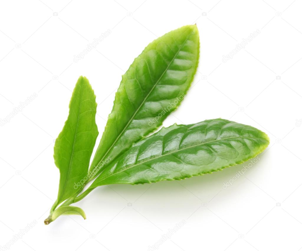 Japanese green tea first flush leaves