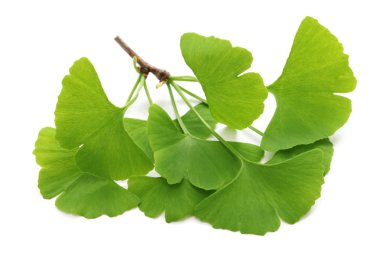 Ginkgo biloba yaprakları
