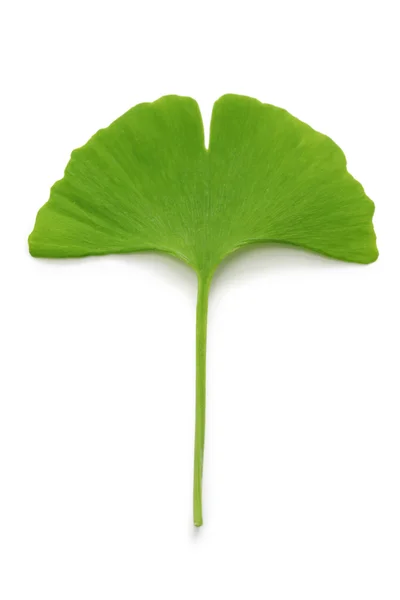 Foglia di ginkgo biloba — Foto Stock