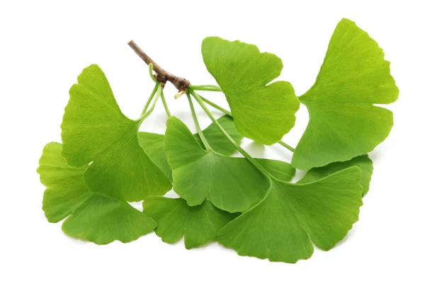 Foglie di ginkgo biloba — Foto Stock