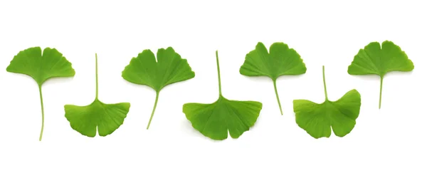 Blätter des Ginkgo biloba — Stockfoto