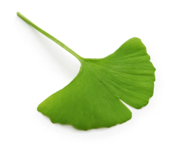 Ginkgo biloba blad — Stockfoto