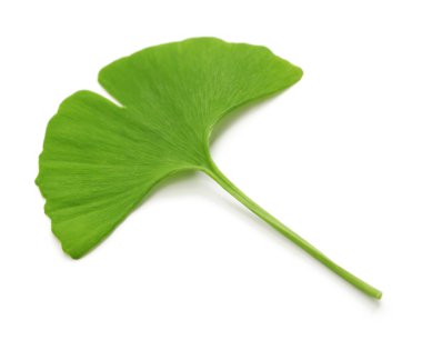 Ginkgo biloba yaprağı