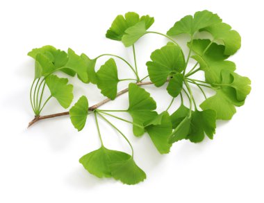 Ginkgo biloba yaprakları