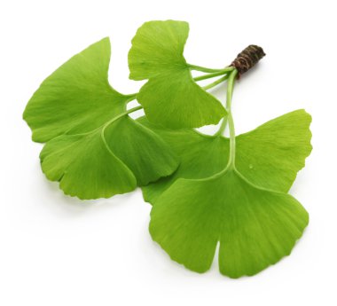 Ginkgo biloba yaprakları