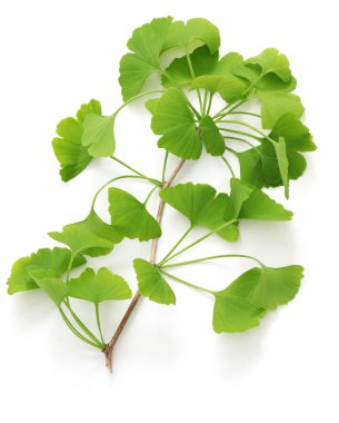 Ginkgo biloba yaprakları