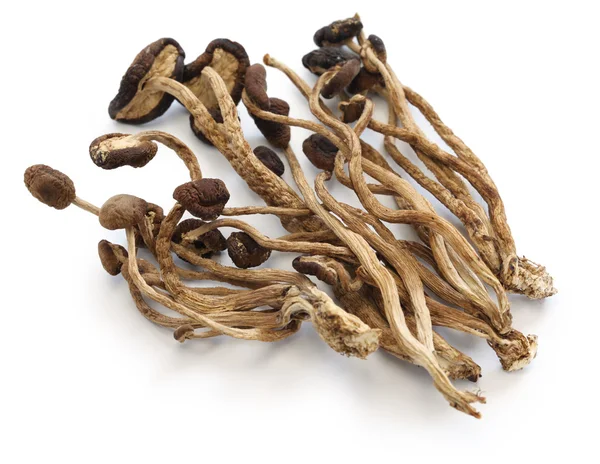 Dried willow tea tree mushrooms — Stock Photo, Image