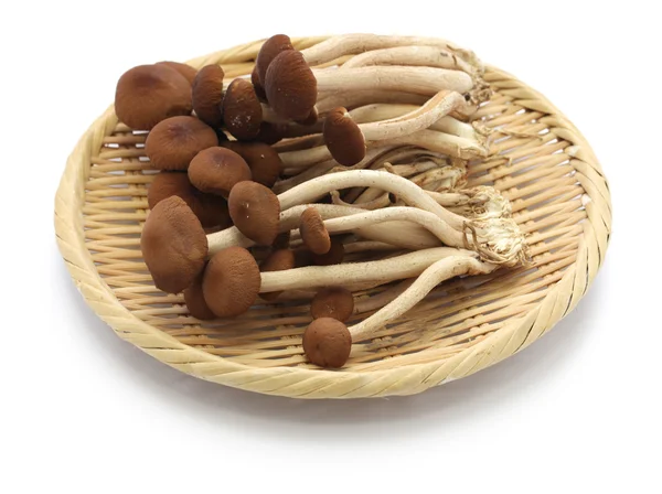 Fresh willow tea tree mushrooms — Stock Photo, Image