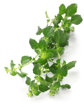 calamintha nepeta
