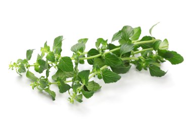 calamintha nepeta