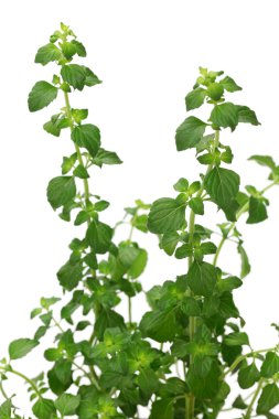 calamintha nepeta