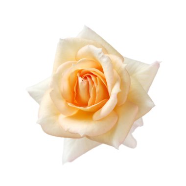 Gül fujisan sonsuza kadar