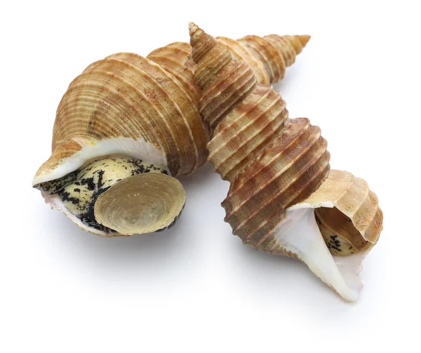 Japanese whelk — Stock Photo, Image