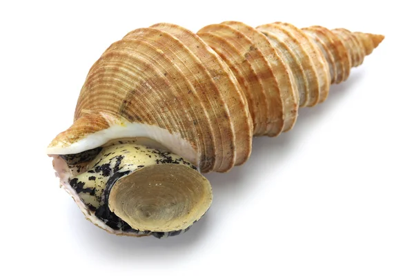 일본 whelk — 스톡 사진