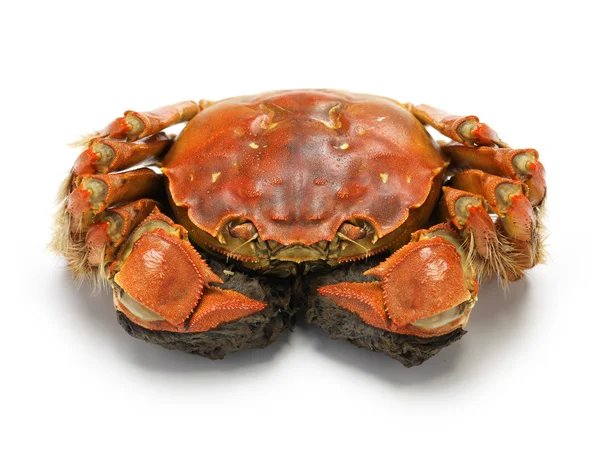 Crabe chinois mitain cuit à la vapeur, crabe poilu shanghai — Photo