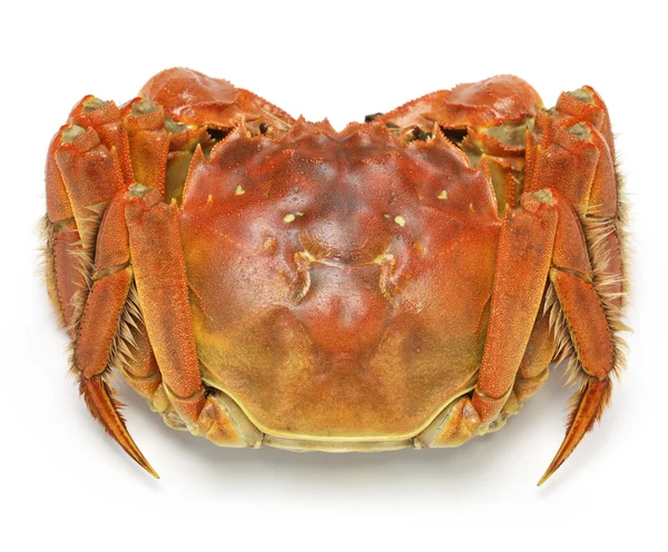 Steamed chinese mitten crab, shanghai hairy crab — Stock Photo, Image